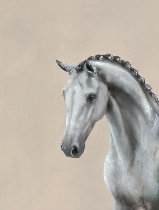 grey dressage horse with plaited mane